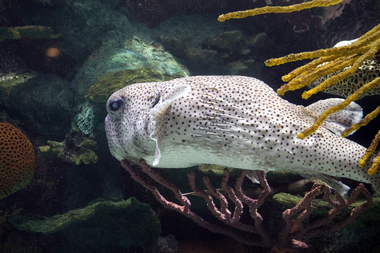 七秒水族鱼缸怎么样 / 七秒水族箱怎么样